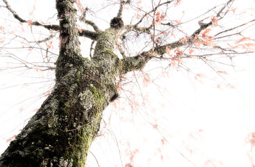 albero