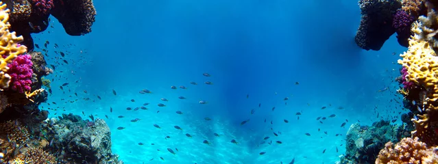 Poster Onderwater uitzicht op het koraalrif en tropische vissen © Oleksandr