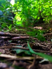 green moss on the tree