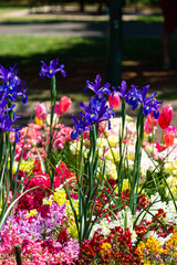 Festival of flower tulips in the garden