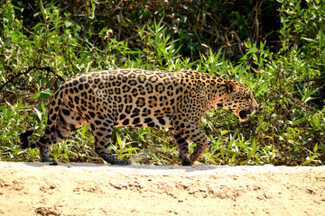 Jaguar female on Rio Cuiaba riverbank, Porto Jofre, Brazil.