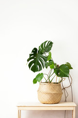Monstera home potted plant front view, home gardening concept