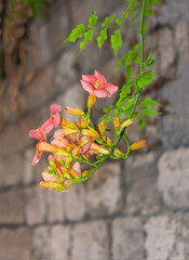Branch with flowers and leaves against background of masonry wall of old stone blocks. Blurred background