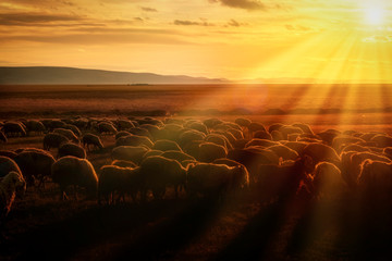 sheep and shepherd at sunset