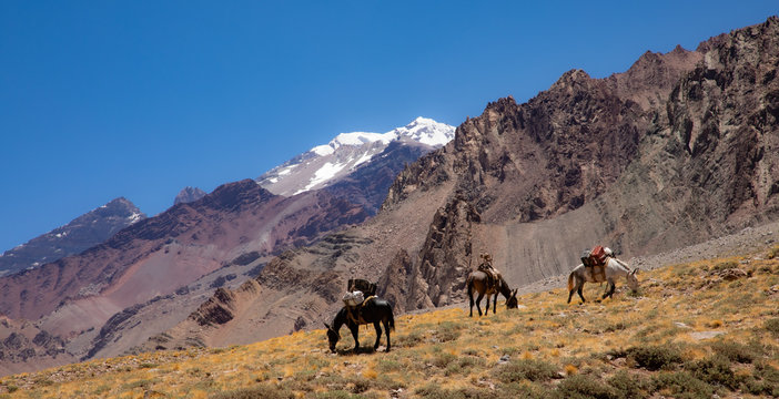 Mountain panorama with grazing mules in Andes, Argentina 