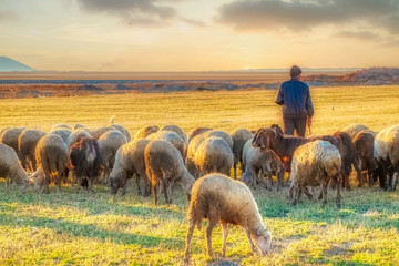 sheep and shepherd at sunset