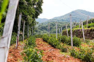 China Hangzhou Stadt und Teeplantage 