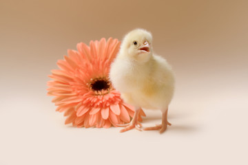 Image of a newborn fluffy fledgling chicken against the background of a gerbera flower.