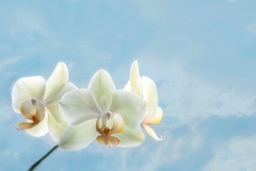Fototapeta na wymiar Branch of yellow orchid closeup
