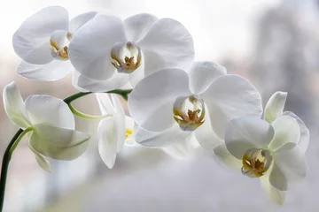 Foto op Aluminium Tak van bloeiende witte orchidee close-up © Iryna