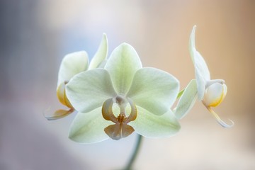 Branch of yellow orchid closeup