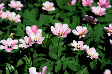 Fototapeta na wymiar Pink tulips, spring meadow background, field of tulips.