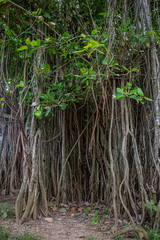 roots of a tree