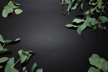 eucalyptus on the black background 