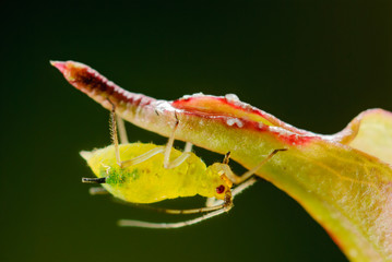 Saugende grüne Blattlaus mit roten Augen 
