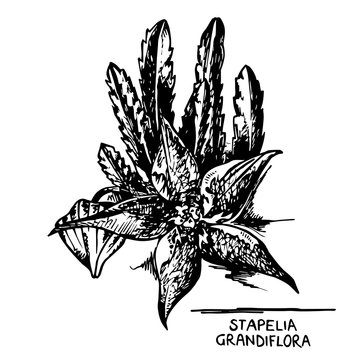 Stapelia_Succulent