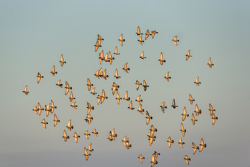 pigeons flying in the sunset