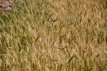 Wheat crops