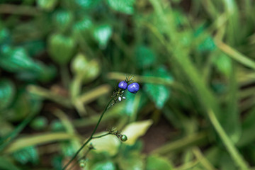 dragonfly on a blade of grass