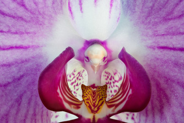 Macro photograph of an orchid with a shape that looks like a bird