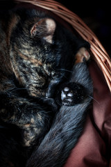 Naklejka na ściany i meble closeup photo of a cute tortoiseshell cat in a wicker basket
