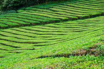 Campo di tè