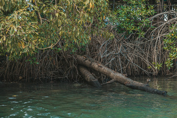 tree in water