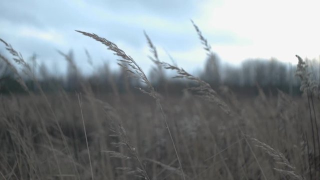Spikes in a wind, cine view