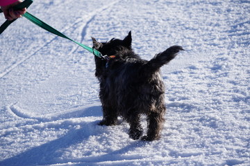 A black dog on a Sunny winter day walks on a green leash on white snow. Walking and taking care of Pets