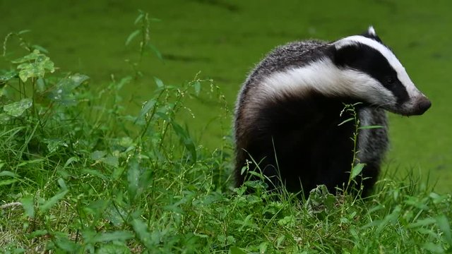 European badger (Meles meles) foraging and digging for earthworms, grubs and insects in meadow / grassland