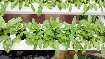 Wild rocket in hydroponic system / healthy liftstyle / healthy food / salad ingredient