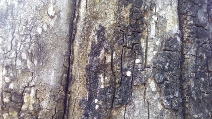 bark of a tree