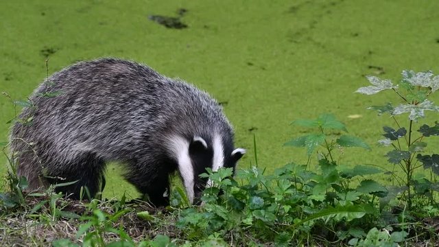 European badger (Meles meles) juvenile foraging along pond covered in duckweed