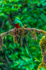 Resplendent Quetzal, Pharomachrus mocinno, from Savegre in Costa Rica with blurred green forest in background. Magnificent sacred green and red bird