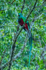 Resplendent Quetzal, Pharomachrus mocinno, from Savegre in Costa Rica with blurred green forest in background. Magnificent sacred green and red bird