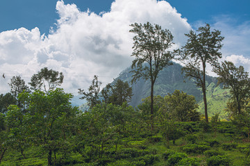 Fototapeta premium trees and blue sky