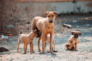 Closeup shot of the puppy drinking milk from mother