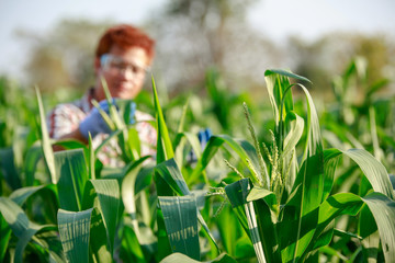 Young Asia  Farmer stand in the corn plantation field