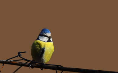 Little Blue tit on the fence, on a brown blurred background