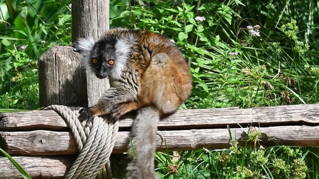 Black lemur (Eulemur macaco) female sitting on wooden fence