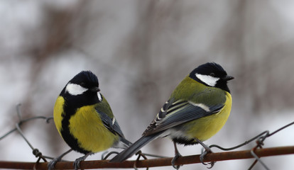 Couple big tits sit on a fence in the cold season.