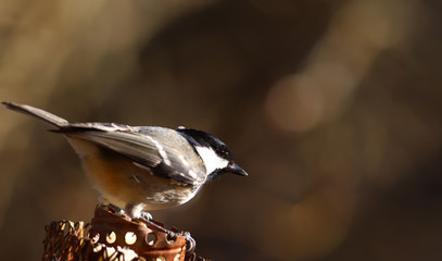Naklejka premium Little Coal tit sits on a feeder and rests, - a moment of inaction ..