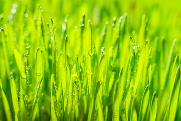 Fototapeta na wymiar Green grass with morning dew. Fresh green leaves grass with dew drops, close up