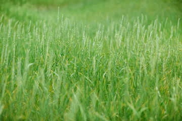 green grass in summer against a background of blurry trees in the back