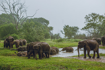 Naklejka premium elephant herd of elephants