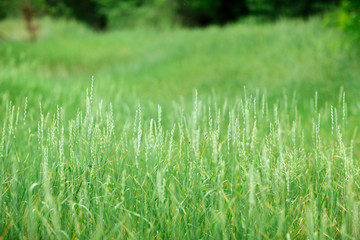 green succulent wild grass in summer against  background of blurry trees in the back