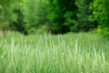 green succulent wild grass in summer against a background of blurry trees in the back