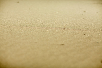 hot beach sand and a small juicy and fresh sprout breaking out of sand in the spring