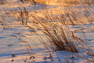 Grass on sunset in sunlight. Winter time.