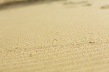 summer sand beach close-up and sand dunes